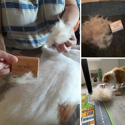 Pilpoil Pack Pro – Brosse Anti-Mue pour Chat et Lapin Poil Court en Bois + Raclette Anti-Poils Animaux – Accessoire de Toilettage – Taille S thumbnail 8
