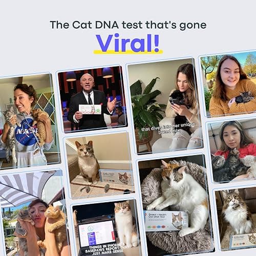 Basepaws Cat DNA Test Kit - Comprehensive Breed, Health and Dental Analysis Across 114 Traits for Accurate and Easy-to-Use Genetic Insights - Cat Breed + Health DNA Test - Basic thumbnail 2