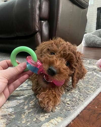 Nylabone Puppy Pacifier Chew Toy, Teething Toys for Puppies, Bacon Flavor, Small - Up to 25 lbs, 1 Count thumbnail 8