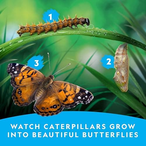 National Geographic Butterfly Growing Kit - Butterfly Habitat Kit with Voucher to Redeem 5 Caterpillars (S&H Not Included), Butterfly Cage, Feeder, Easter Basket Gifts for Kids thumbnail 3
