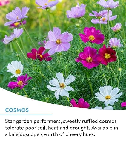 Burpee Wildflower 25,000 Bulk, 1 Bag 18 Varieties of Non-GMO Flower Seeds for Hummingbirds and Butterflies thumbnail 4