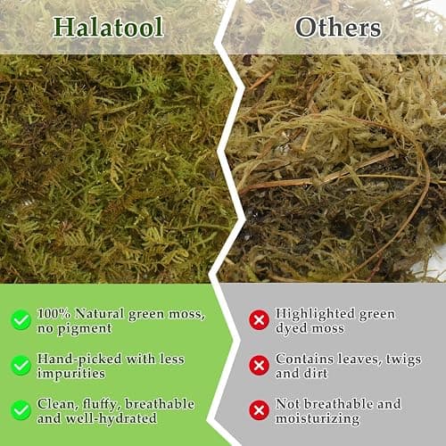 Halatool 1.1LB Natural Sphagnum Moss for Reptiles- 25QT Green Moss for Terrarium Plants Long Fiber Reptile Moss for Leopard Gecko Snake Hamsters Tortoises Frogs Lizards Salamanders thumbnail 6