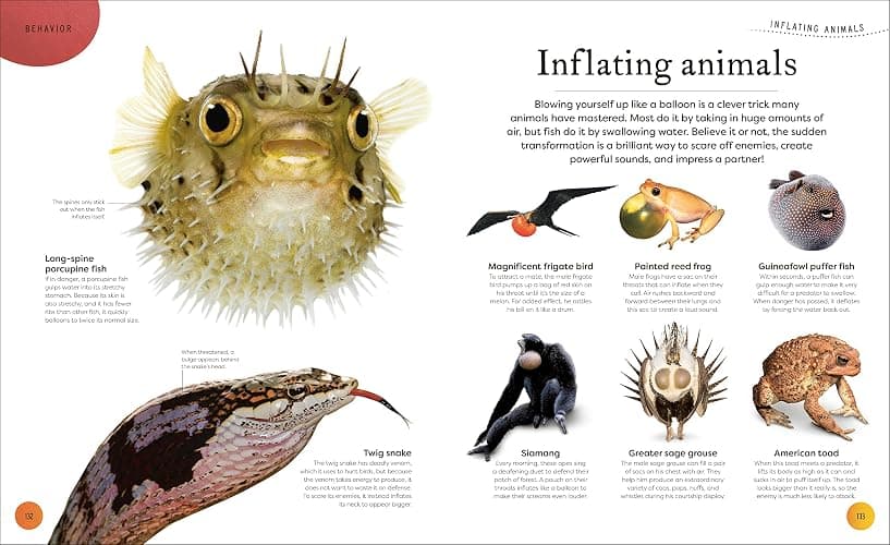 Weird and Wonderful Nature: Tales of More Than 100 Unique Animals, Plants, and Phenomena (DK Treasures) thumbnail 6