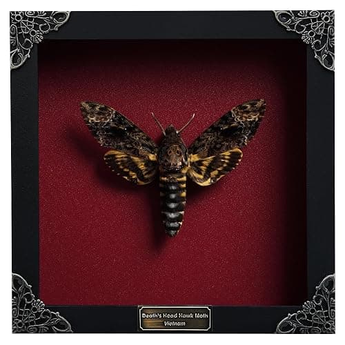 Real Framed Death Head Moth Shadow Box Unique Taxidermy Oddity Specimen Entomology Insect Witchy Gothic Decor Gallery Home Room Decor K18-01-DO - Image 1