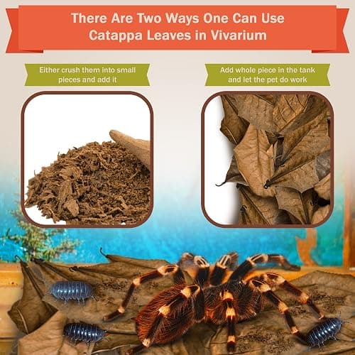 SunGrow 50 Pack Leaf Litter for Spider, Cricket & Isopod, Mini Catappa Dried Indian Almond Leaves, for Vivarium, Terrarium & Aquarium (Mini Leaves (2", 50-Pack)) thumbnail 4