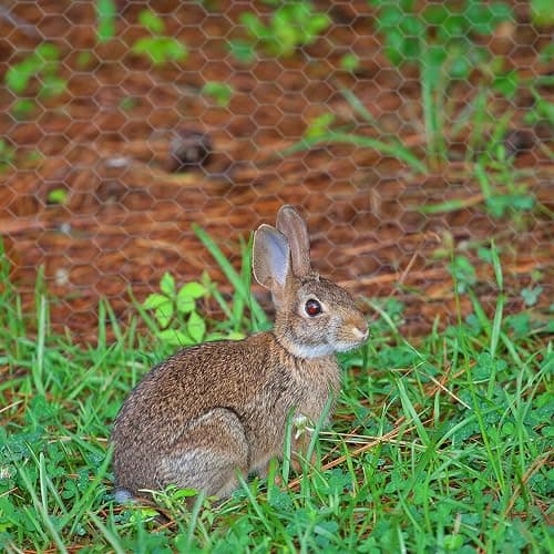 Chicken Wire 13.7 in x 393.7 in Poultry Wire Netting Hexagonal Galvanized Mesh Garden Fence Barrier for Pet Rabbit Chicken Fencing with 100 Pcs Cable Zip Ties thumbnail 6