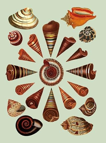The Antiquarian Sticker Book: Over 1,000 Exquisite Victorian Stickers thumbnail 11