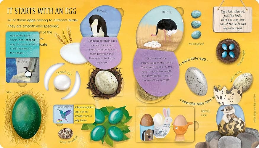 One Little Egg: Exploring Nature for Curious Kids thumbnail 3