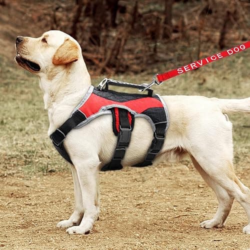 YeeBeny Service Dog Leash Emotional Support Leash Red 0.94 Width | service dog collarwith Neoprene Handle and Reflective Lettering, Service Dog Stuff for Vest for Harnesses, Vests or Collars thumbnail 7