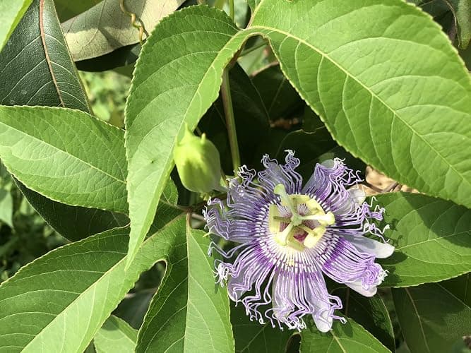 Organic Passion Flower Seeds (Passiflora incarnata) 30 Seeds (1 Grams) - Passionflower, Maypop, Apricot Vine, Old Field Apricot Seeds for Planting by Smoke Camp Crafts thumbnail 7