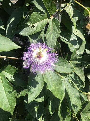 Organic Passion Flower Seeds (Passiflora incarnata) 30 Seeds (1 Grams) - Passionflower, Maypop, Apricot Vine, Old Field Apricot Seeds for Planting by Smoke Camp Crafts thumbnail 2