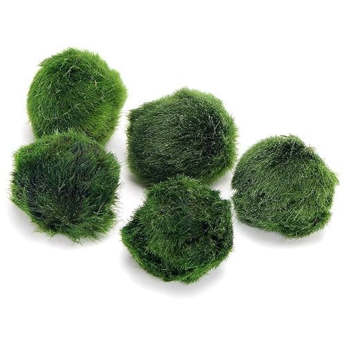 k2aqua 5 Marimo Moss Balls, Always Fresh Live Aquarium Plant, Cladophora aegagropila thumbnail 2