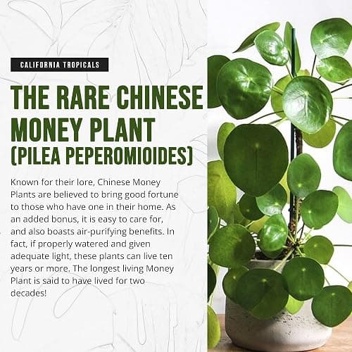 California Tropicals Rare Chinese Money Plant (Pilea Peperomioides) - Live House Plant, 4 Inch Pot for Easy Care, Perfect for Office, Home & Feng Shui Decor, Real Plants for Gardening thumbnail 2