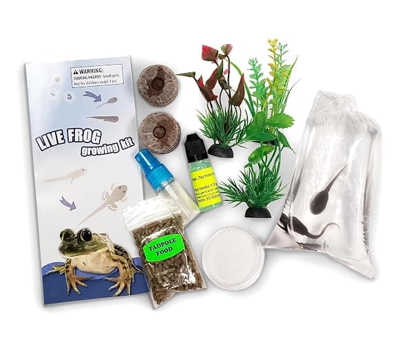 Tadpole to Frog Kit with Certificate for 2 Live Tadpoles, All-in-One Bundle | Watch metamorphosis with this complete tadpole kit, an all-in-one bundled engaging science project thumbnail 9