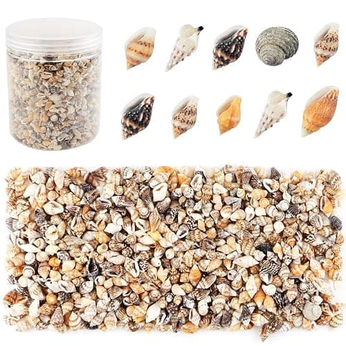 WEOXPR 2000 Pcs Tiny Sea Shells for Craft, Mixed Ocean Beach Mini Seashells | 2000 tiny sea shells, mini seashells bulk, mixed ocean shells, crafting, DIY, fish tank, vase decor - Image 1