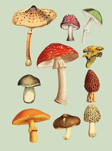 The Antiquarian Sticker Book: Over 1,000 Exquisite Victorian Stickers thumbnail 12