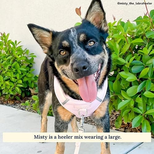 Lucy & Co. The Rosewater No-Pull Dog Harness - Size Large - Vest to Stop Pulling & Walk Easy - Comfortable Leash Training Product w/Adjustable Chest & Neck Straps thumbnail 5
