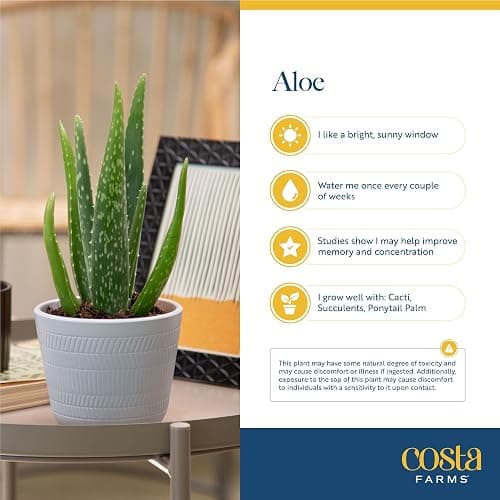 Costa Farms Aloe Vera Plant, Live Succulent, Easy Care Indoor Houseplant in Grower Pot, Room Air Purifier, Tabletop, Office, Desk or Home Décor, Housewarming, Garden Gift, 10-Inches Tall thumbnail 5