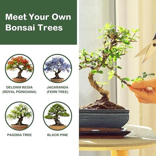 LUOJIBIE Bonsai Tree Kit, Complete Bonzai Tree Starter Kits with Tools, Unique Christmas Birthday DIY Gardening Gifts for Women Mom Men Grandkids, Crafts Hobby Kits, Grow Bonsai Tree Live Indoor thumbnail 3