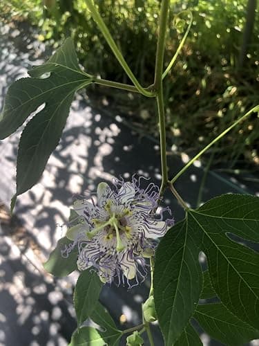 Organic Passion Flower Seeds (Passiflora incarnata) 30 Seeds (1 Grams) - Passionflower, Maypop, Apricot Vine, Old Field Apricot Seeds for Planting by Smoke Camp Crafts thumbnail 6