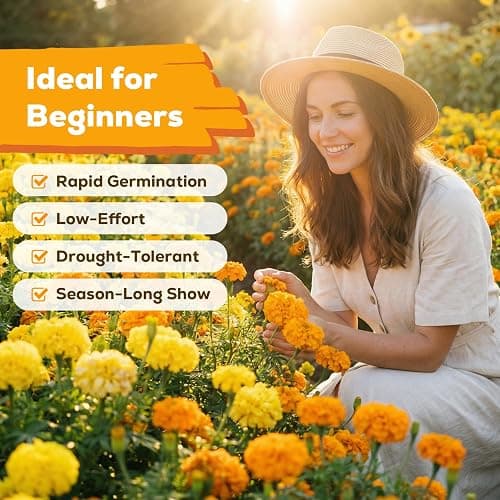 Fruivity Petite French Marigold Seeds for Planting, 400+ Flower Seeds Non-GMO Heirloom Seed Packet,Home and Garden Easy to Grow, Indoor & Outdoor Gardening, Companion Plant & Quick Blooming thumbnail 3