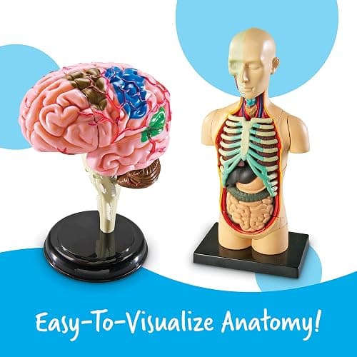 Learning Resources Anatomy Models Bundle Set - Skeleton and Physiology, Human Body Model , Science Classroom Must Haves, Biology Teacher Supplies, Interactive Homeschool Projects, Montessori thumbnail 2