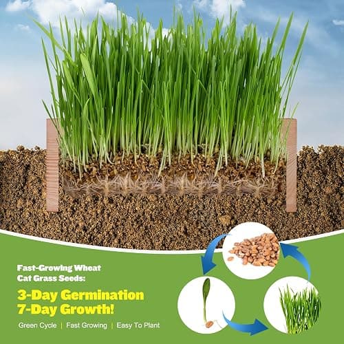 Cat Grass Kit for Indoor Cats - 3 Pack with Cat Grass Seeds, Nutrient Soil & Wooden Planter Pots | Complete Growing Set for Fresh Pet Grass (Non-GMO Wheat Grass) thumbnail 4
