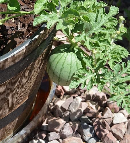 50 Sugar Baby Watermelon Seeds for Planting - Heirloom Non-GMO USA Grown Premium Fruit Seeds for Planting a Home Garden - Small Watermelon Citrullus Lanatus by RDR Seeds thumbnail 4