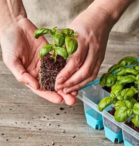 Burpee SuperSeed Seed Starting Tray | 36 Cell Reusable Seed Starter Tray | for Starting Vegetable, Flower & Herb Seeds | Indoor Grow Kit for Plant Seedlings | for Germination Success thumbnail 11