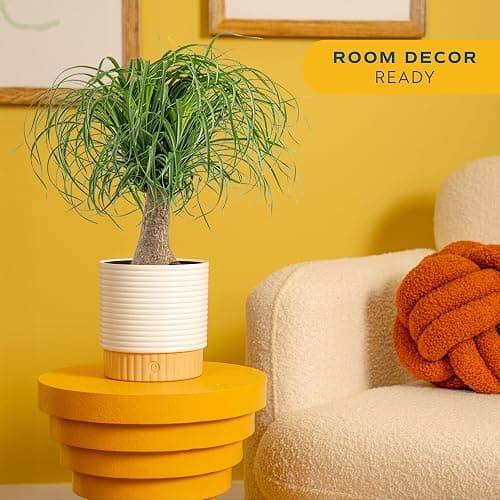 Costa Farms Ponytail Palm, Live Indoor Plant, Tropical Decor, Air Purifying | Quirky bulb trunk and curly leaves, drought-tolerant. Great indoor houseplant. Ideal housewarming or birthday gift. thumbnail 2