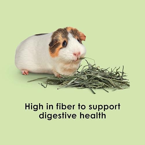 Kaytee Timothy Hay, High Fiber for Rabbits, Guinea Pigs, 12 Pounds | Supports digestive health. Hand-selected rabbit hay. Guinea pig hay, chinchilla hay, pesticide free thumbnail 4