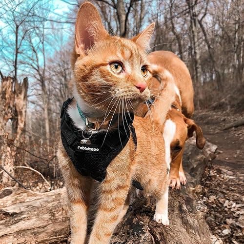 rabbitgoo Cat Harness and Leash for Walking, Escape Proof Soft Adjustable Vest Harnesses for Cats, Easy Control Breathable Reflective Strips Jacket, Black, XS thumbnail 9