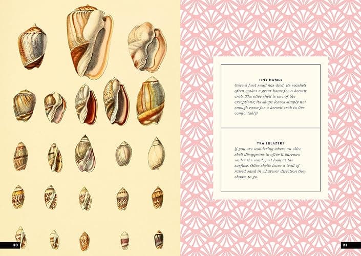 The Little Book of Shells: A Guide to Shells and the Amazing Creatures Who Make Them thumbnail 7
