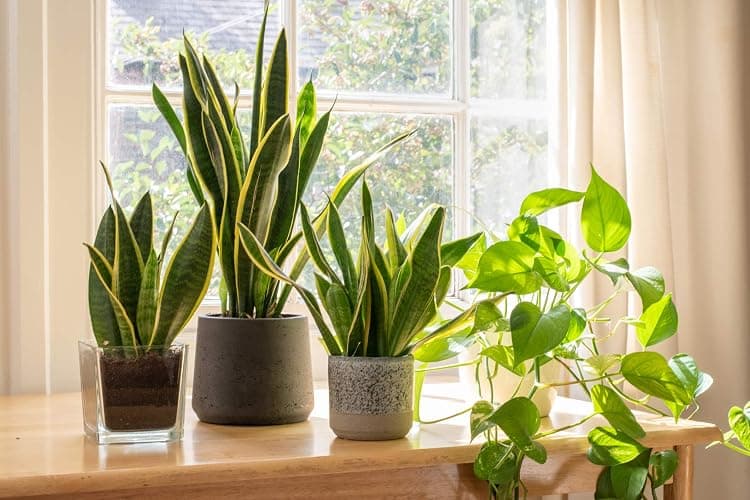 Live Snake Plant, Sansevieria trifasciata Superba, Fully Rooted Indoor House Plant in Pot, Mother in Law Tongue Sansevieria Plant, Potted Succulent Plant, Houseplant in Potting Soil by Plants for Pets thumbnail 11