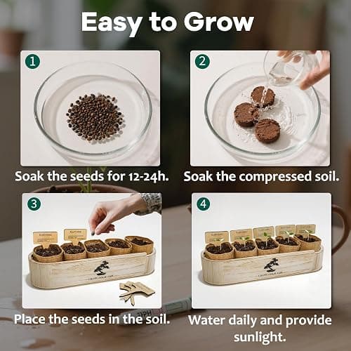 LUOJIBIE Bonsai Tree Kit for Beginners - Unique DIY Japanese Bonsai Trees,Crafts for Adults, Ideal Gardening Birthday Gift for Women & Men,Complete Indoor Plant Kit thumbnail 7