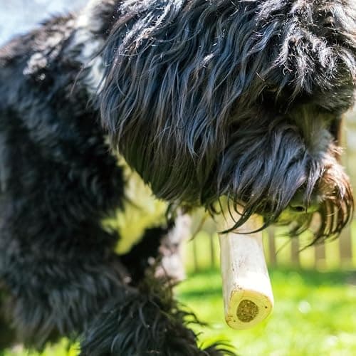 Cadet Stuffed Shin Bones for Dogs, Peanut Butter Flavor, Large, 5-6" | Long lasting dog chew bone for aggressive chewers, supports dental health, dog bones for large dogs, keeps dogs busy thumbnail 2