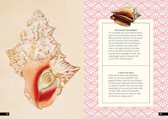 The Little Book of Shells: A Guide to Shells and the Amazing Creatures Who Make Them thumbnail 14