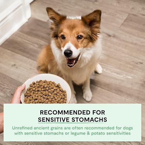 Dog food thumbnail 4