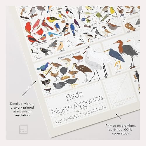Pop Chart | Birds of North America | 36" x 24" Large-Format Poster | Every Bird Species in North America Illustrated | Perfect Wall Decor for Nature Lovers | 100% Made in the US thumbnail 3