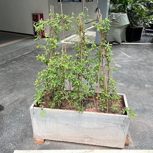Plant Stakes,18 Inches Natural Garden Bamboo Sticks,BOVITRO 20Pcs Plant Support Stakes for Tomatoes,Beans,Vegetable and Potted Plants thumbnail 6