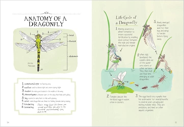 Insect Anatomy: The Curious World of Bees, Beetles, Butterflies, and Bugs - Paperback thumbnail 4