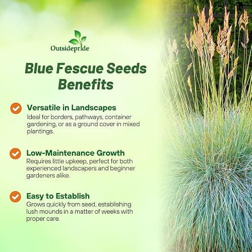 Outsidepride 10000 Seeds Perennial Festuca Cinerea Glauca Varna Blue Fescue Ornamental Grass Seed for Planting thumbnail 3