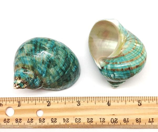 PEPPERLONELY 2 PC Natural Large Hermit Crab Shells, Green Blue Gade Turbo, 2-1/2 Inch ~ 3 Inch thumbnail 2