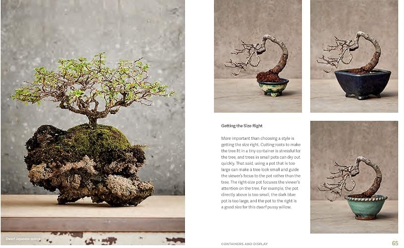 The Little Book of Bonsai: An Easy Guide to Caring for Your Bonsai Tree thumbnail 7