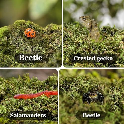 Sukh Sphagnum Moss for Reptiles - Terrarium Reptiles Moss Green Dried Peat Moss Habitat Bedding Moss for Snakes Turtle Frog Gecko and Other Reptiles Substrate (5, Ounces) thumbnail 7