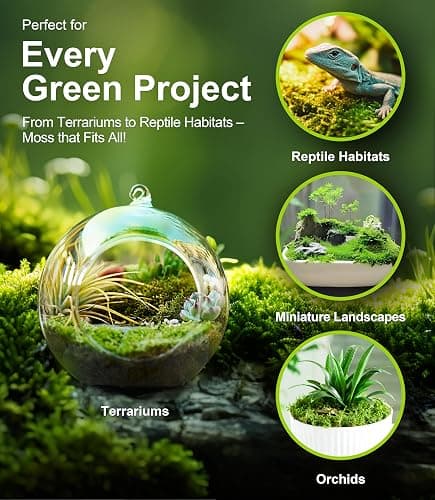 Live Moss Duo Pack 2 Types of Real Live Sheet/Sphagnum Moss for Terrariums, Terrarium Mosses Landscaping, Reptile Tank Accessories, Snake & Gecko Humidity Substrate Mosses for Crafts & Plant Décor thumbnail 6