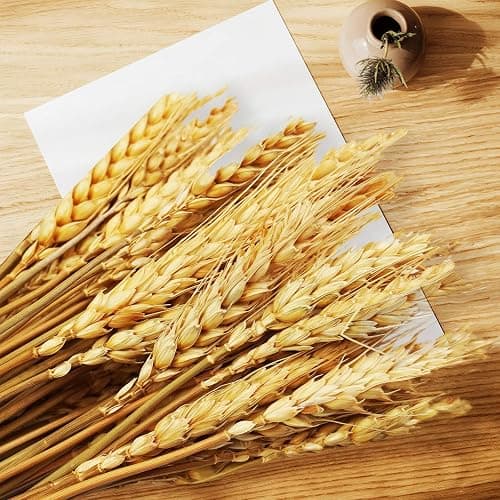 Uieke 17.7 Inches Dried Wheat Stalks, 100 Stems Dried Flowers 100% Natural Wheat for Home Kitchen Wedding Party Table Centerpiece Harvest Wreath Boho Farmhouse DIY Decoration thumbnail 7