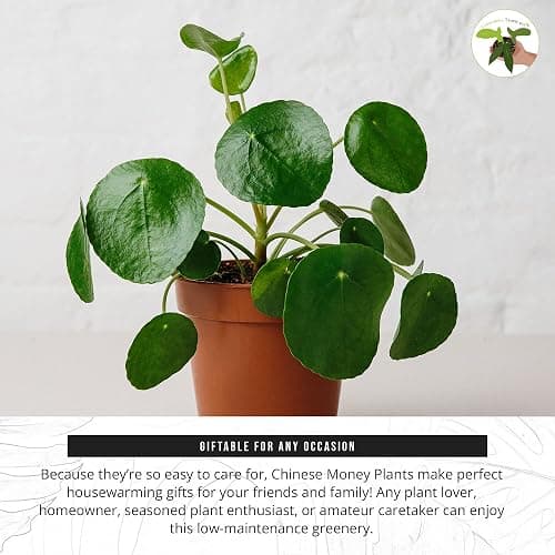 California Tropicals Rare Chinese Money Plant (Pilea Peperomioides) - Live House Plant, 4 Inch Pot for Easy Care, Perfect for Office, Home & Feng Shui Decor, Real Plants for Gardening thumbnail 5
