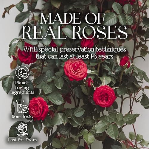 GLAMOUR BOUTIQUE Preserved Roses in a Box - Gifts for Her, Wife & Mom, Rose Flowers Forever Decor for Birthday Gift, Get Well Flower Bouquet Cased in White Box with Cover - Red - 16 (Color-Treated) thumbnail 5