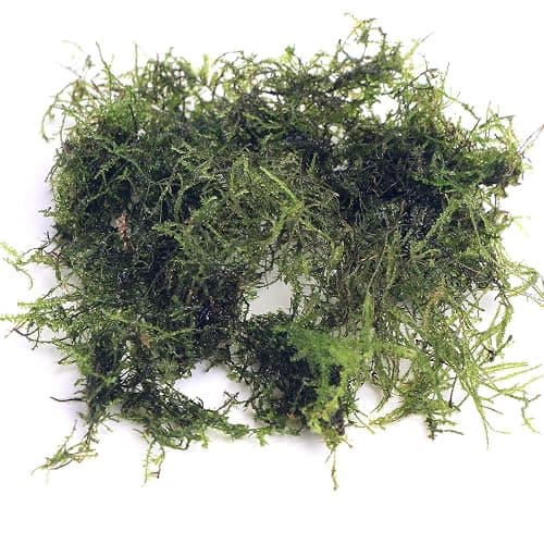 K2AQUA 20 Grams Java Moss (Taxiphyllum Barbieri) Live Aquarium Plant for Freshwater Fish Tank Easy to Grow Low Maintenance Planted Tanks Natural Decoration and Water Purifier thumbnail 2